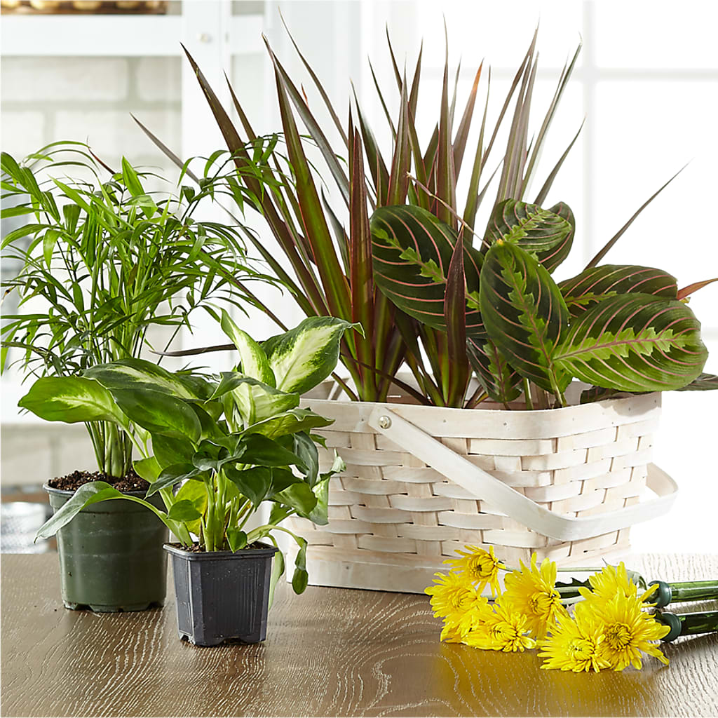 Florist Designed Blooming and Green Plants in a Basket – Meta Flowers, Manassas VA