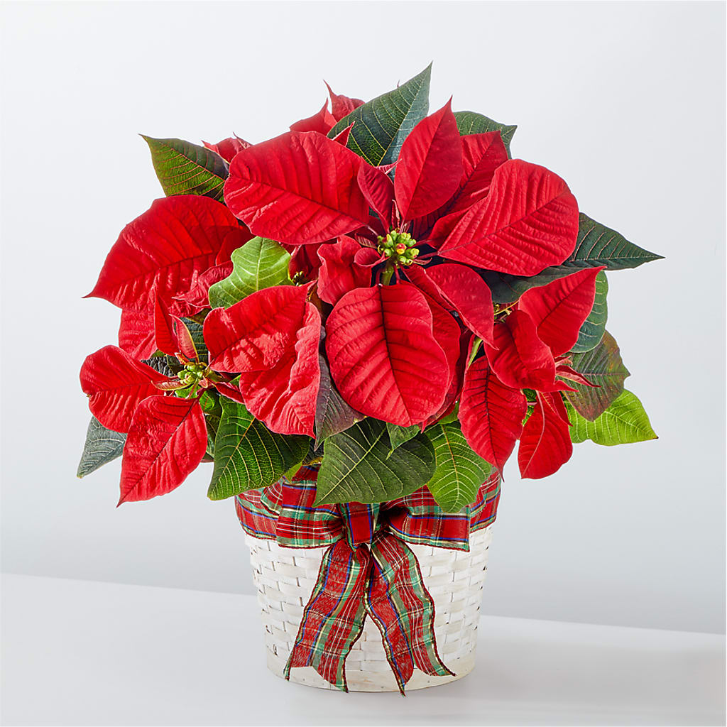 Happiest Holidays Poinsettia – Meta Flowers, Manassas VA