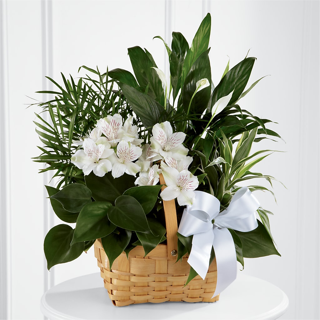 Peace & Serenity Dishgarden – Meta Flowers, Manassas VA