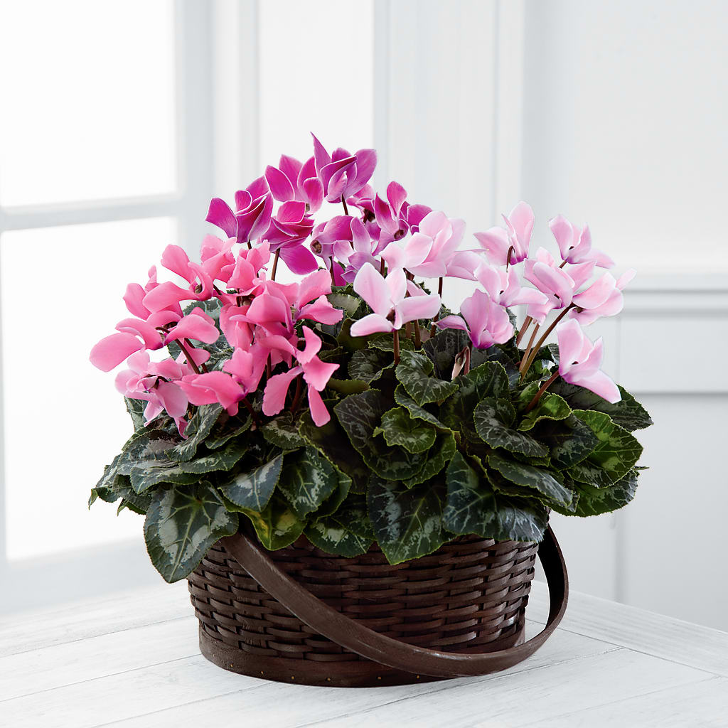 Mixed Cyclamen Planter – Meta Flowers, Manassas VA