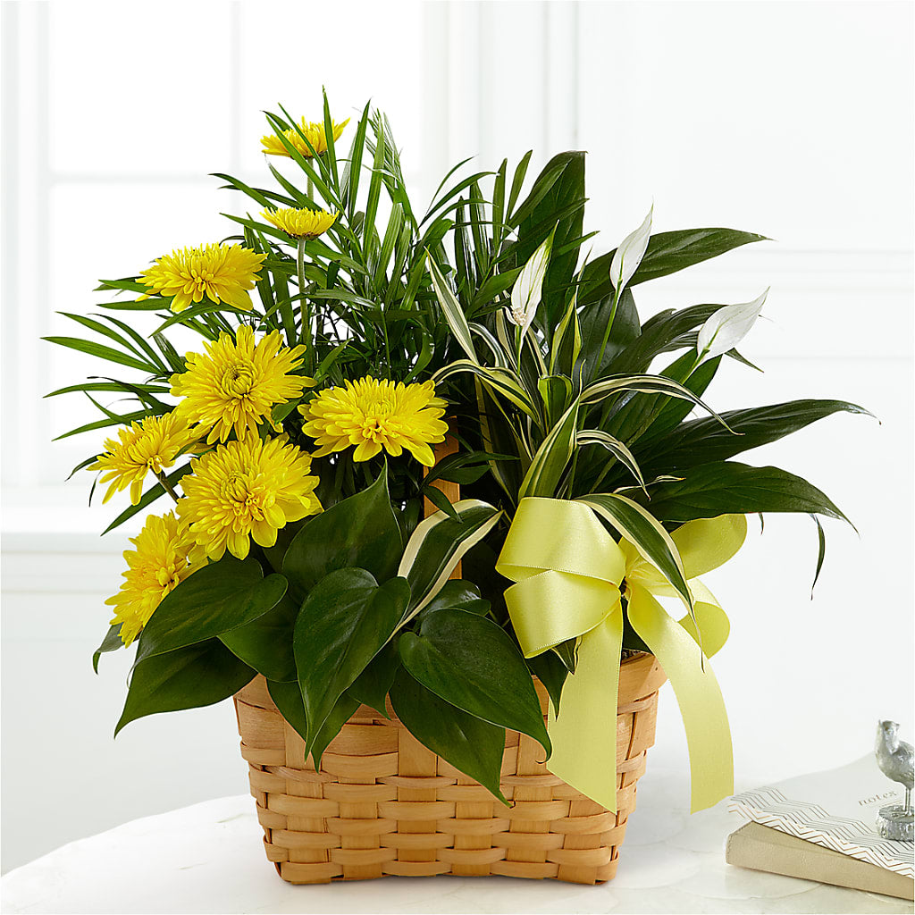 Loving Light Dishgarden – Meta Flowers, Manassas VA