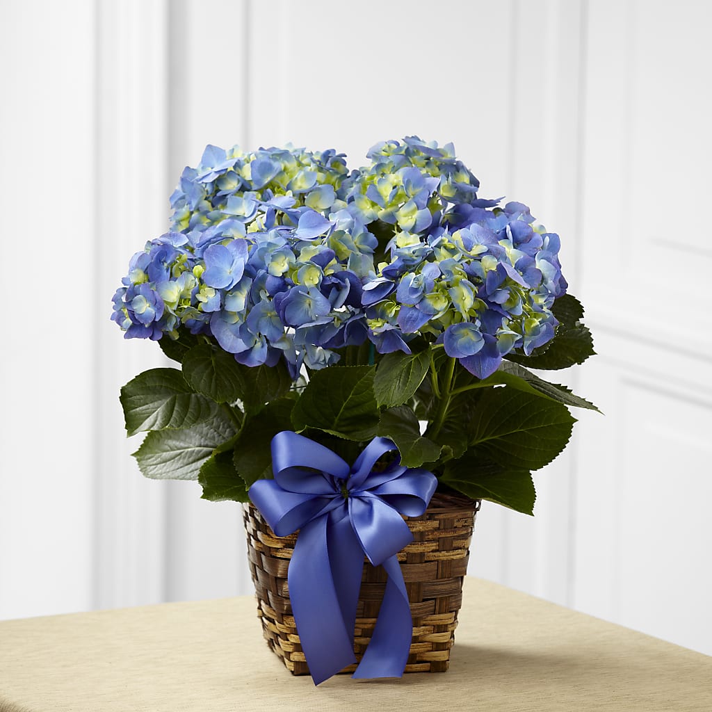 Blue Hydrangea Planter – Meta Flowers, Manassas VA