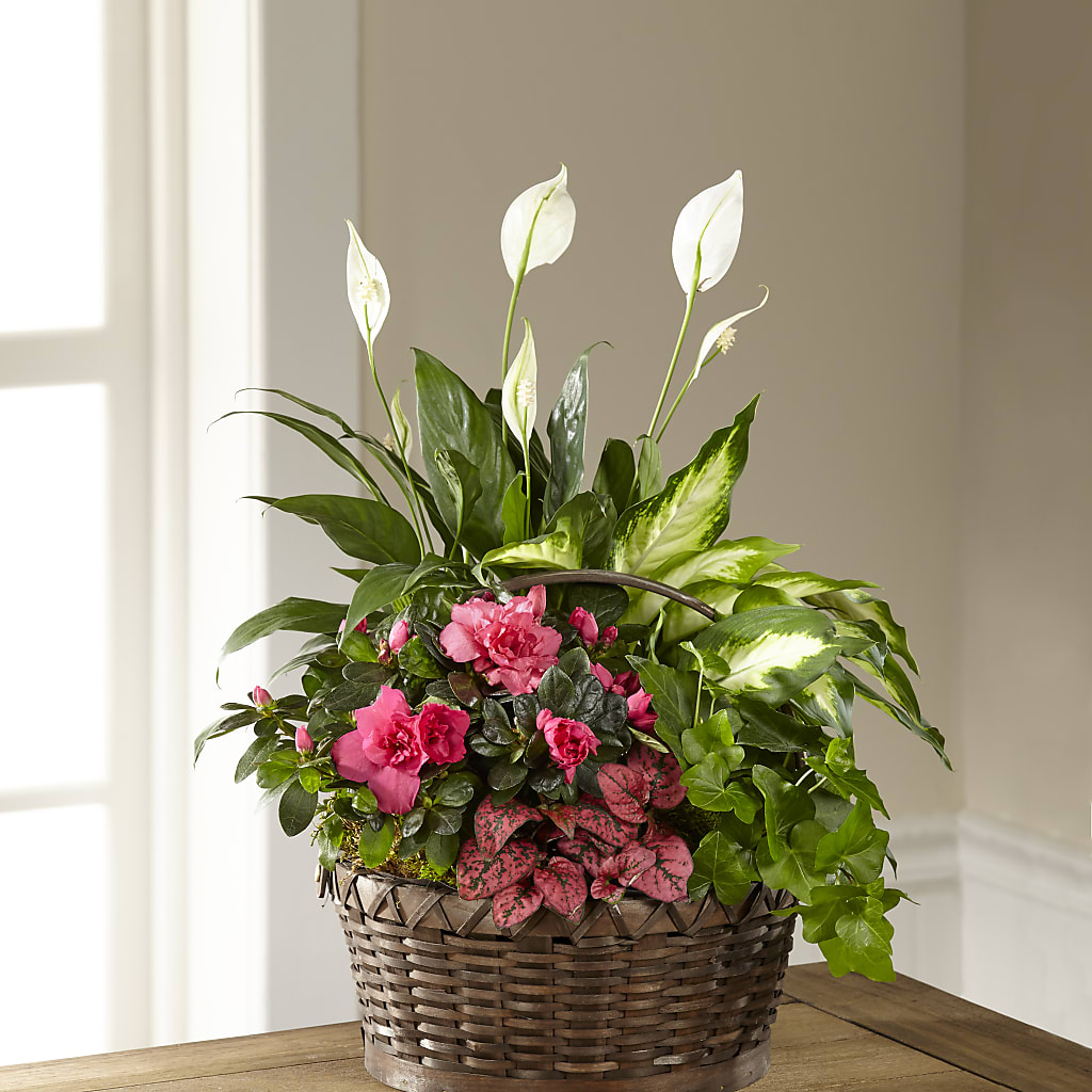 Dream in Pink Dishgarden – Meta Flowers, Manassas VA