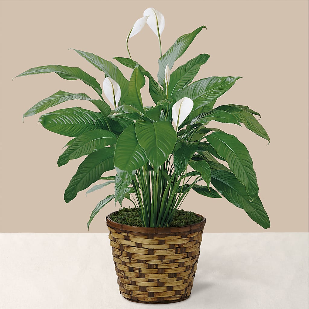Tranquil Moments Peace Lily Plant – Meta Flowers, Manassas VA