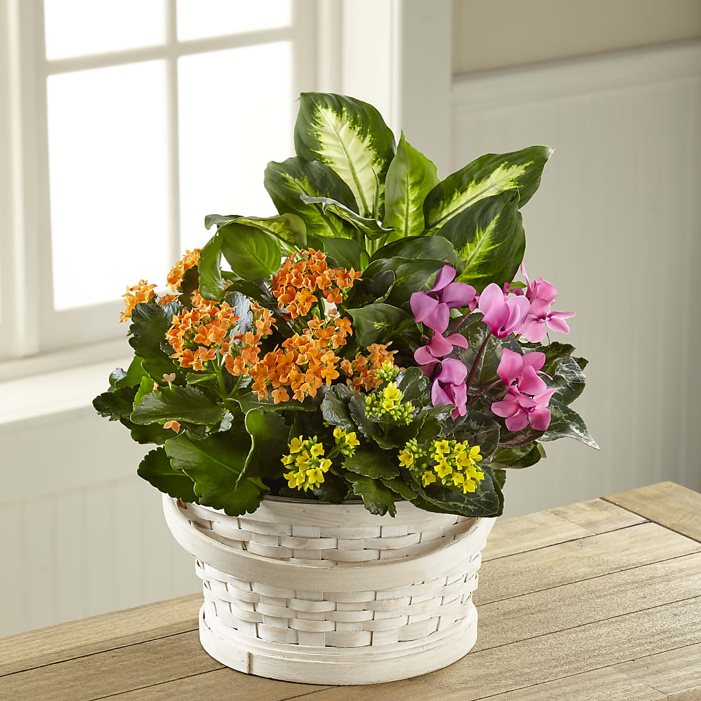 Color Crush Dishgarden – Meta Flowers, Manassas VA