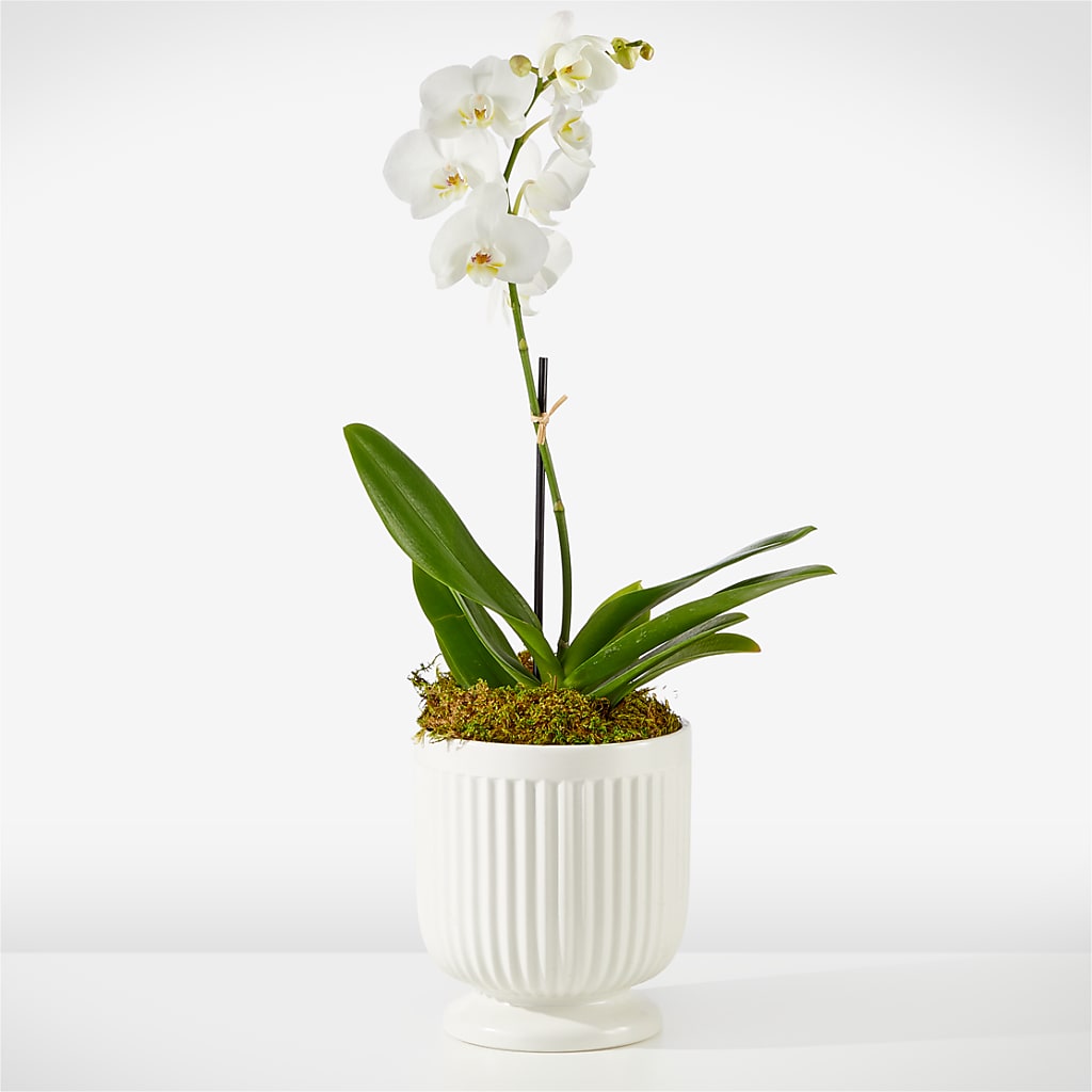 Whispering White Orchid – Meta Flowers, Manassas VA