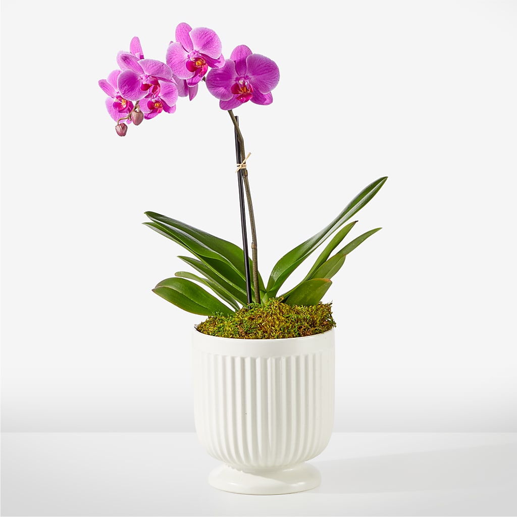 Friendly Fuchsia Orchid – Meta Flowers, Manassas VA