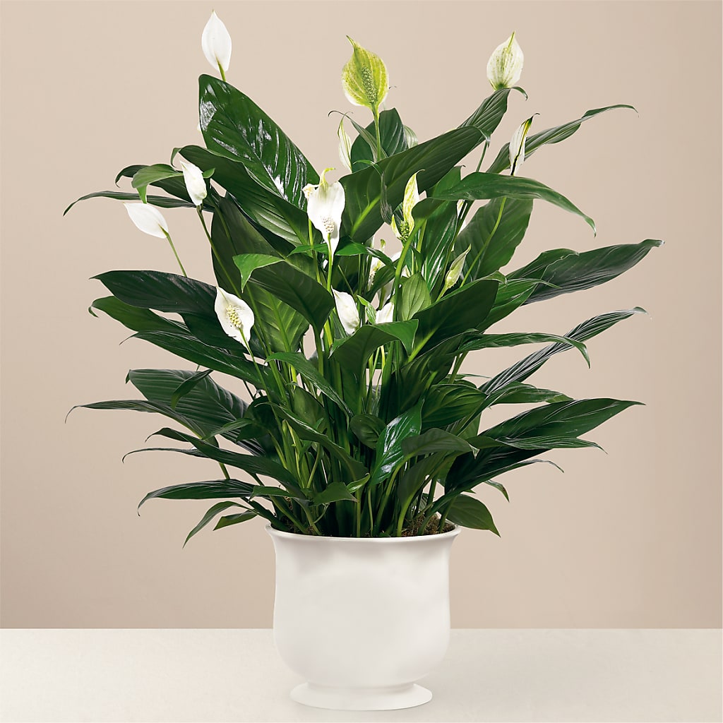 Comfort Planter – Meta Flowers, Manassas VA