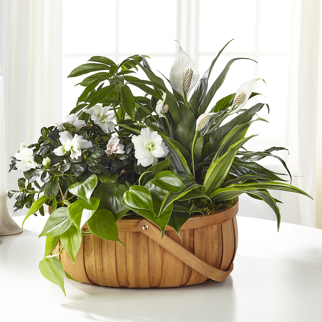 Serene Dishgarden – Meta Flowers, Manassas VA