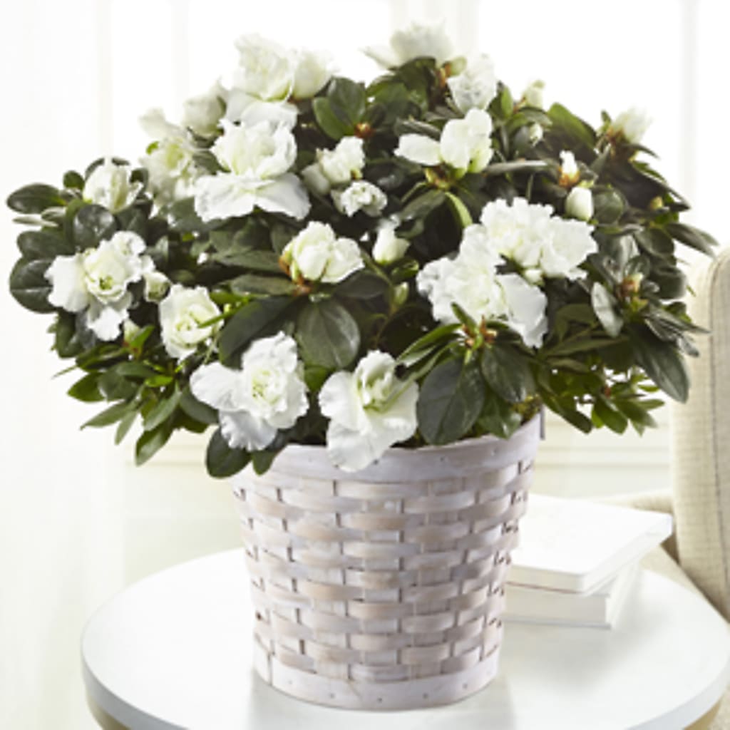White Azalea Plant – Meta Flowers, Manassas VA