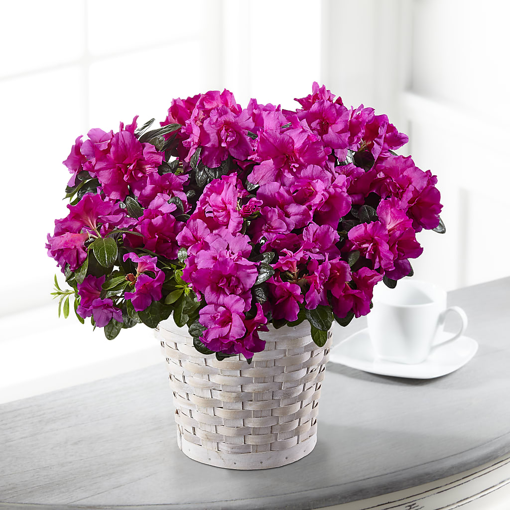 Hope & Serenity Azalea Plant – Meta Flowers, Manassas VA