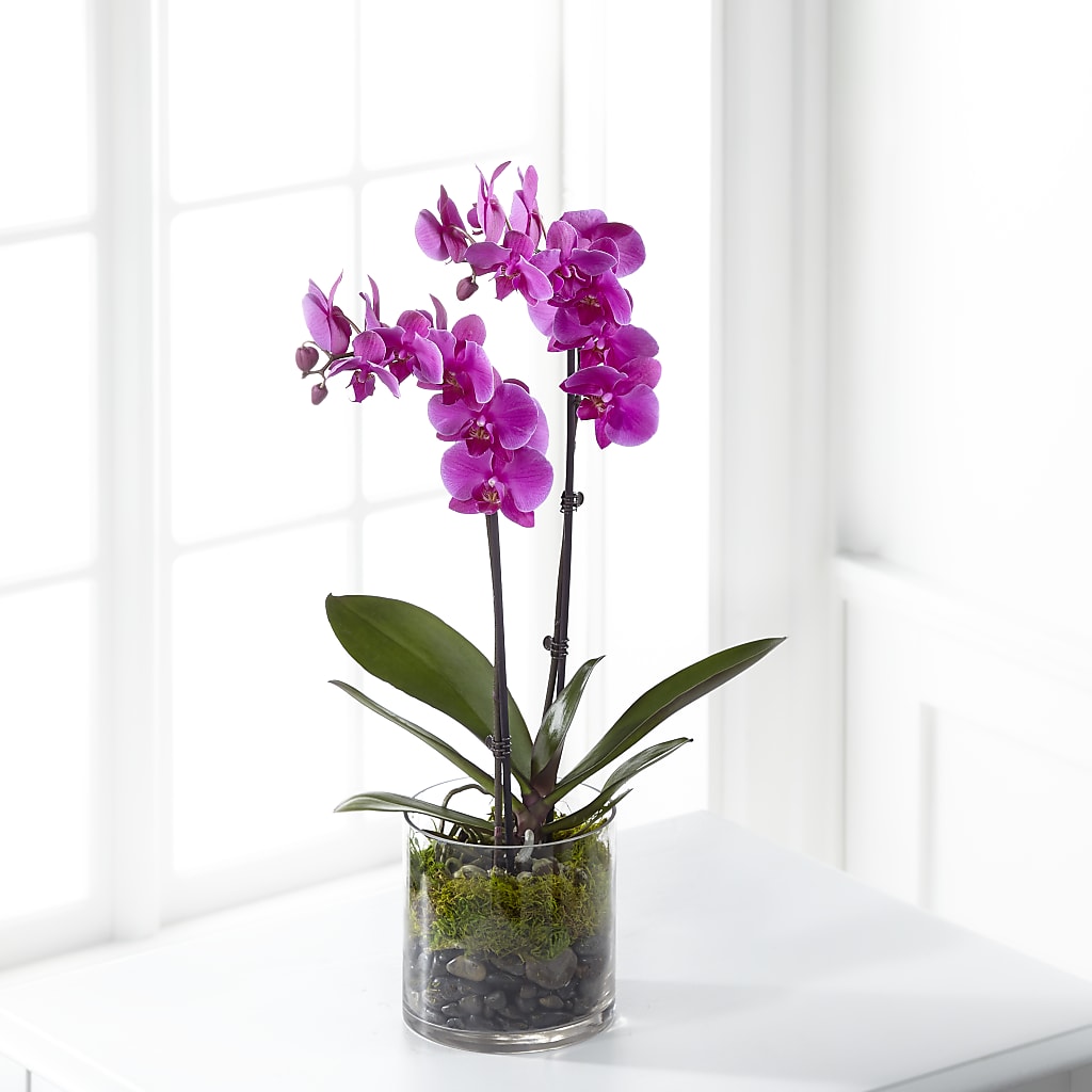 Pink Orchid Plant – Meta Flowers, Manassas VA