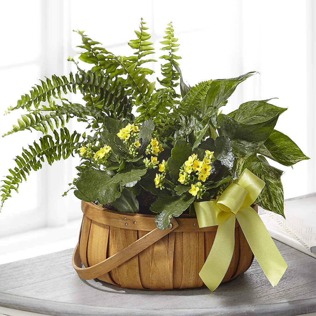 Always Dear Dishgarden – Meta Flowers, Manassas VA