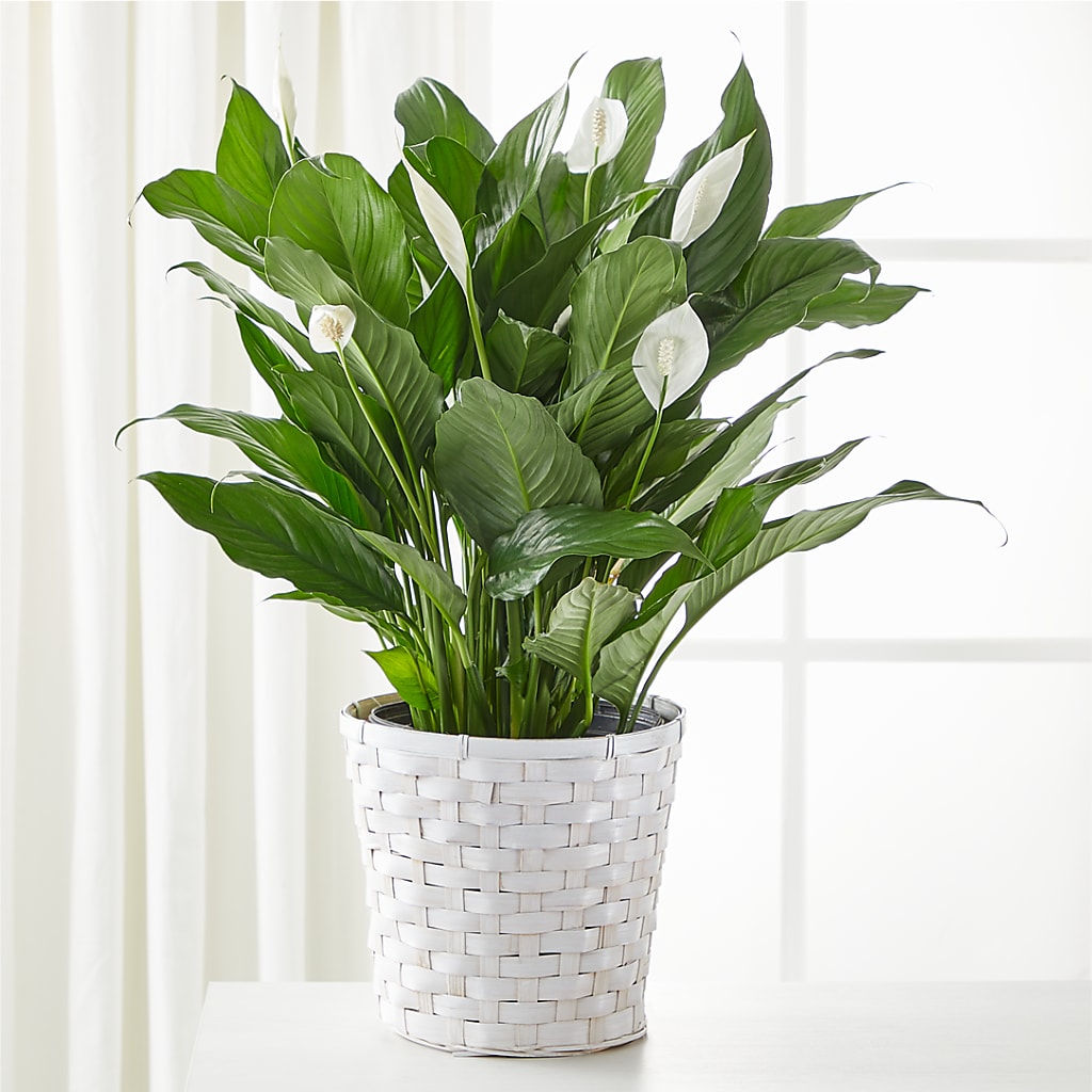 A New Leaf Peace Lily – Meta Flowers, Manassas VA