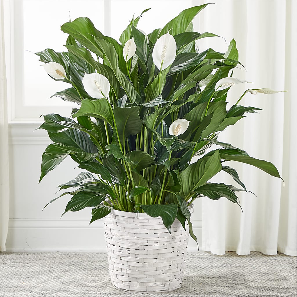 A New Leaf Peace Lily – Meta Flowers, Manassas VA