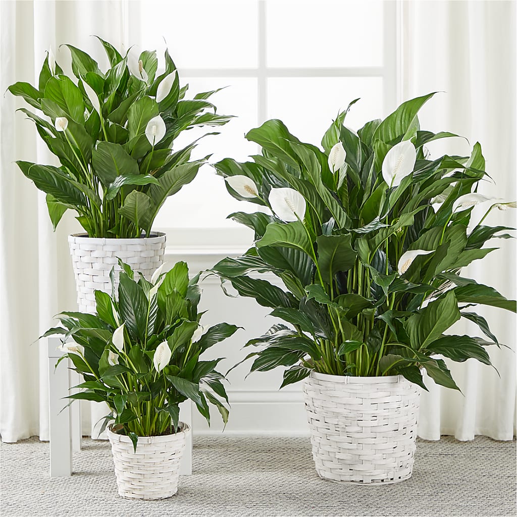 A New Leaf Peace Lily – Meta Flowers, Manassas VA