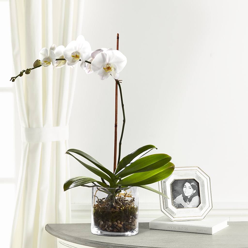 White Orchid Planter – Meta Flowers, Manassas VA