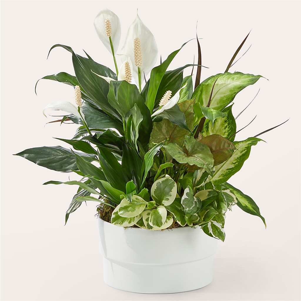 Radiating Positivity Dishgarden – Meta Flowers, Manassas VA