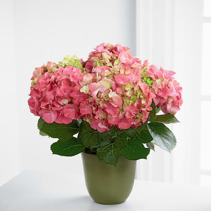 Pink Hydrangea Planter –  Meta Flowers, Manassas VA
