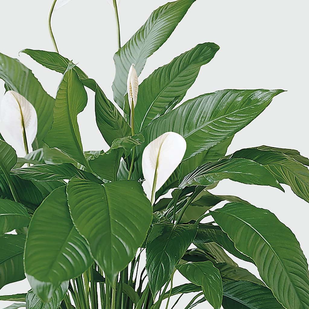 Tranquil Moments Peace Lily Plant –  Meta Flowers, Manassas VA