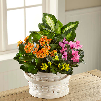 Color Crush Dishgarden –  Meta Flowers, Manassas VA