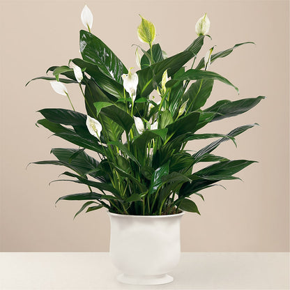 Comfort Planter –  Meta Flowers, Manassas VA
