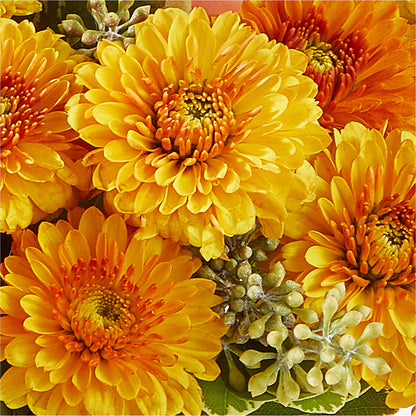 Peachy Pumpkin –  Meta Flowers, Manassas VA