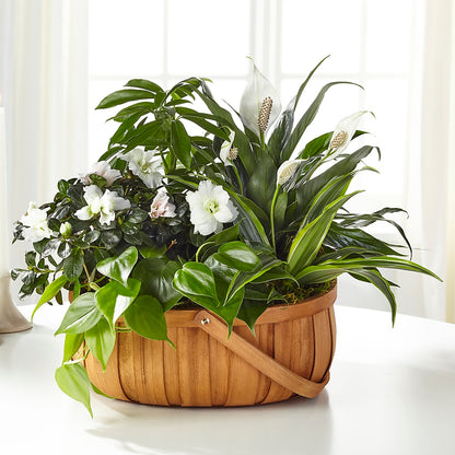 Serene Dishgarden –  Meta Flowers, Manassas VA