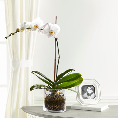 White Orchid Planter –  Meta Flowers, Manassas VA